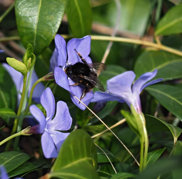 Bumblebee Perwinkle Blue Flower Green Grass Close — Stock Photo, Image