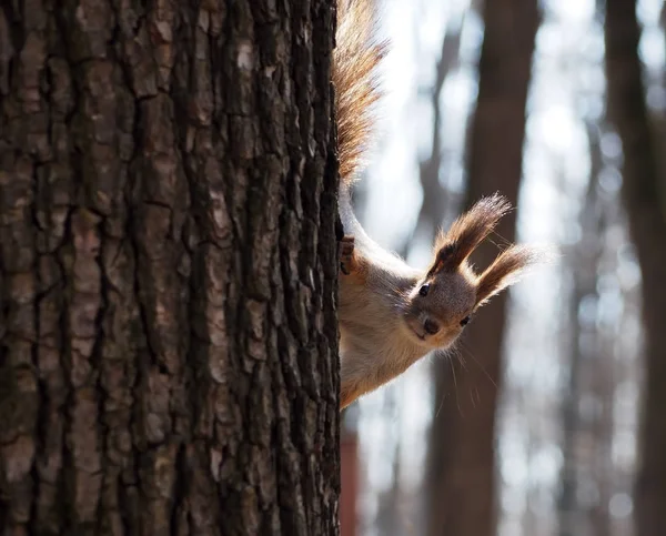 Rotes Eichhörnchen Klettert Auf Baum Und Blickt Kamera — Stockfoto