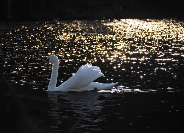 Cisne Branco Fundo Preto Com Luzes Douradas — Fotografia de Stock
