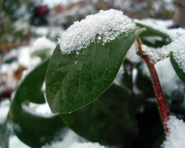 Snow Ice Green Leaf — Stock Photo, Image