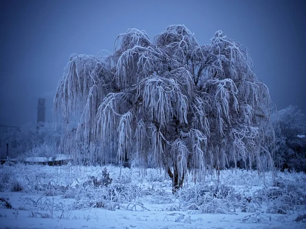 Arbre Congelé Champ Sur Fond Bleu — Photo