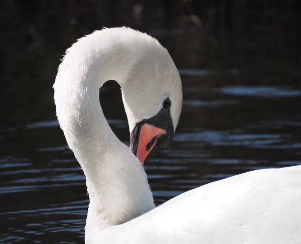 Swan Sweaming Vacker Form — Stockfoto