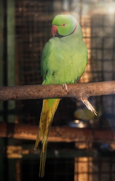 Loro Verde Psittacula Krameri Los Rayos Del Sol Mirando Cámara — Foto de Stock