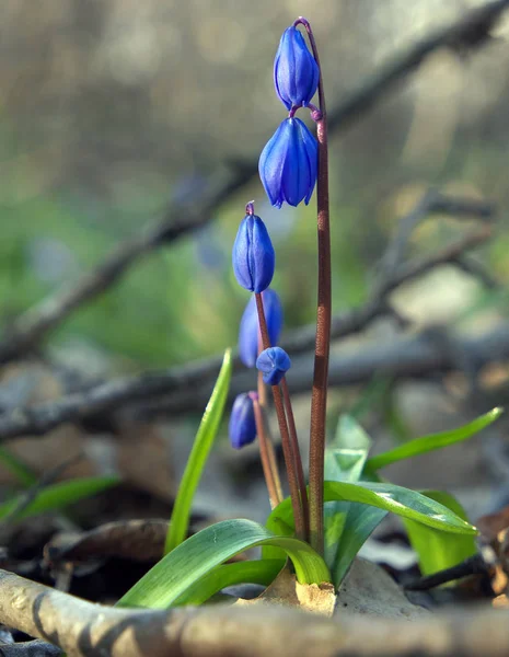 Perce Neige Bleu Debout Dans Forêt Tête Ressemble Des Cloches — Photo