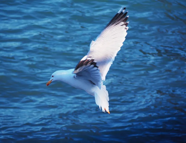 Seagul Flyger Över Havet Nära Bergen — Stockfoto