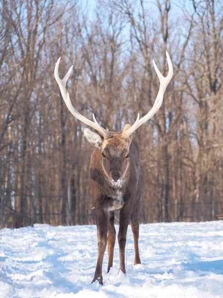 Cerfs Dans Forêt Enneigée Soleil Gros Plan — Photo