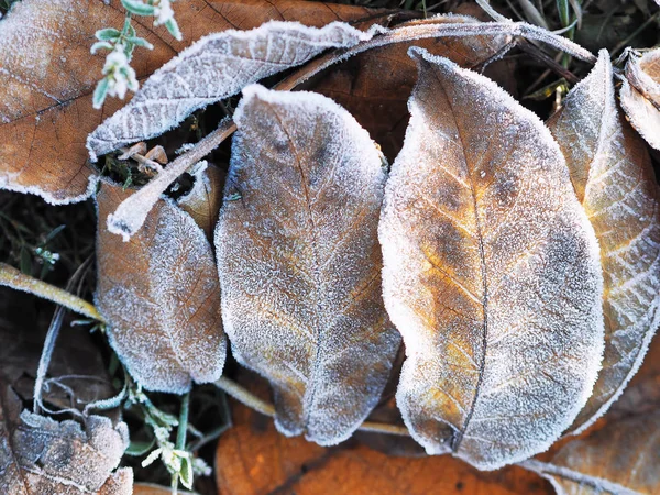 Frozen Icy Leaf Ground — Stock Photo, Image