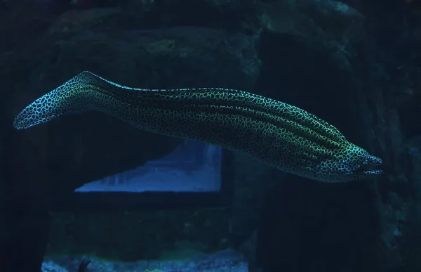 Deniz Yılanı Masmavi Okyanus Yakın Tam Uzunlukta Kadar Yakın Mercan — Stok fotoğraf