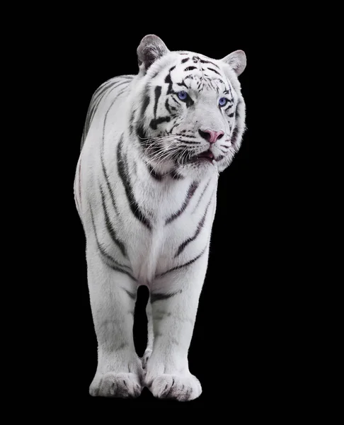 Белый Большой Тигр Panthera Tigris Bengalensis Ходьба Изолированы Черном — стоковое фото