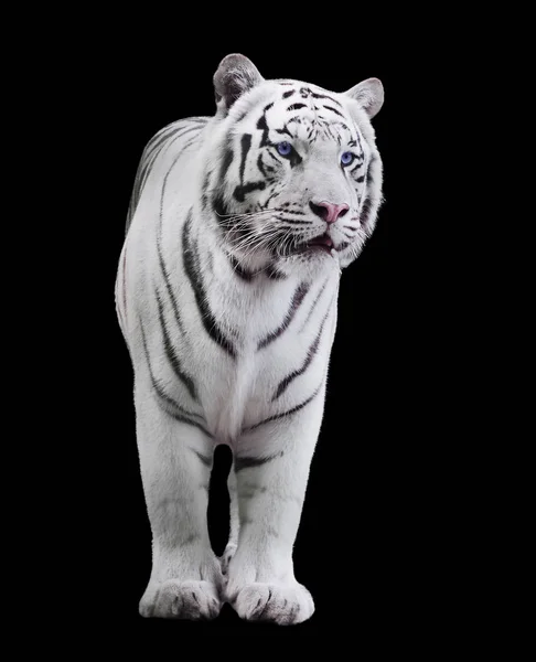 Koca kaplan Panthera tigris bengalensis ihbarı izole yürüyüş beyaz
