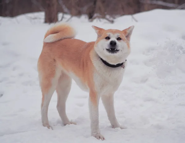 Собака Акита Ину Снегу — стоковое фото
