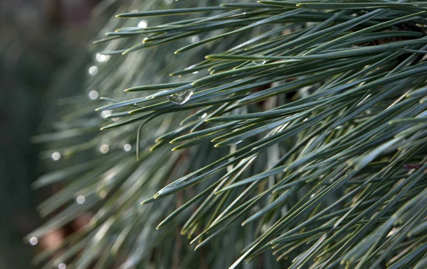 Pine Needles Water Drops — Stock Photo, Image