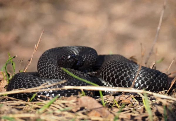 Preto Cobra Perigosa Nas Folhas Floresta Enrolada Bola — Fotografia de Stock