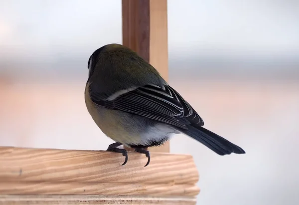 Tit Com Plumagem Amarela Sentado Alimentador Madeira Sozinho Vista Rom — Fotografia de Stock