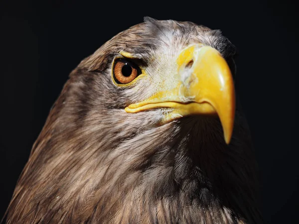 Eagle dangerous portrait head isolated
