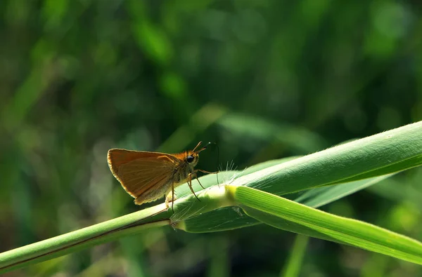 Small Butterfly Saw Miracle — Stock Photo, Image