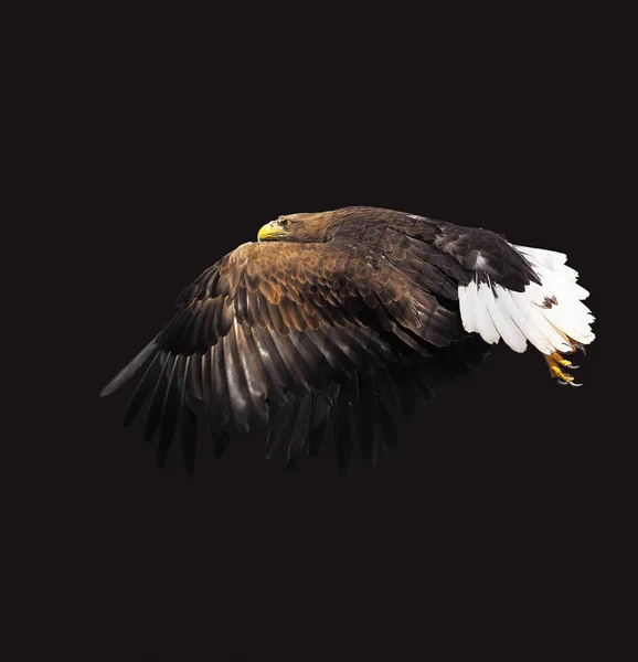 Eagle Zwarte Vliegen Ernstige Fullsize Geïsoleerd — Stockfoto