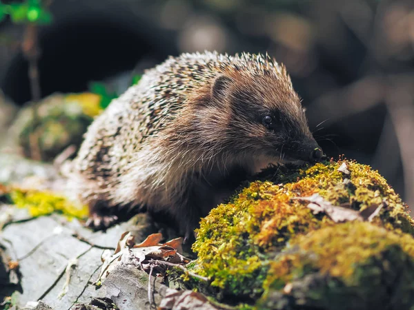 Riccio Che Viaggia Nella Foresta — Foto Stock