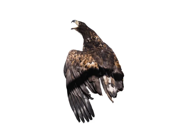 Eagle Brun Sitter Isolerat Vitan — Stockfoto