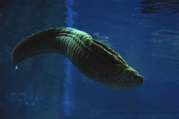 Murena Entdeckte Seeschlange Tiefblauen Wasser Der Nähe Der Korallen Aus — Stockfoto