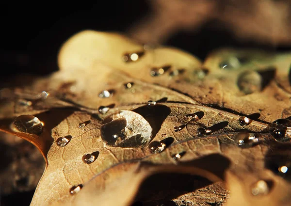 Gotas Agua Después Lluvia Hoja Amarilla —  Fotos de Stock