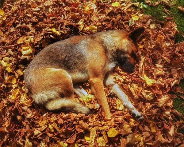 Dog Sleeping Autumn Leaves — Stock Photo, Image