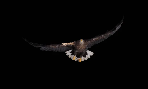 Örnen Flyger Isolerad Vid Svart — Stockfoto