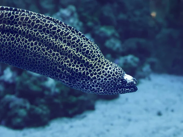 Murena Enorme Serpiente Sudando Lejos Océano Azul — Foto de Stock