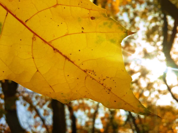 Yellow Maple Leaf Sun Rays — Stock Photo, Image