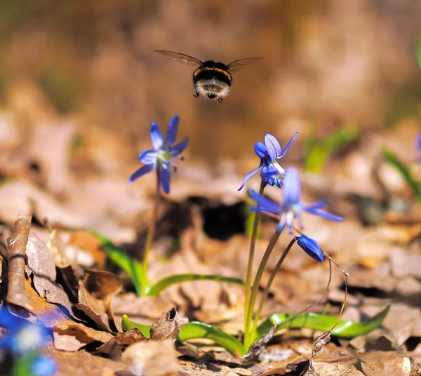 Bumble Bee Snowdrops Spring — Stock Photo, Image