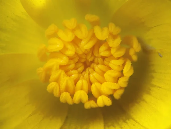 Жовта Дика Квітка Макроцвіт — стокове фото