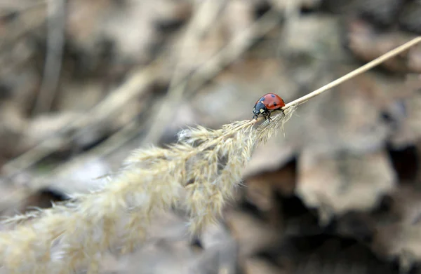 Coccinelle Rampant Sur Épillets Vers Bas — Photo