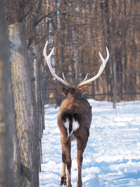 Hirsche Verschneiten Wald Der Sonne Aus Nächster Nähe — Stockfoto