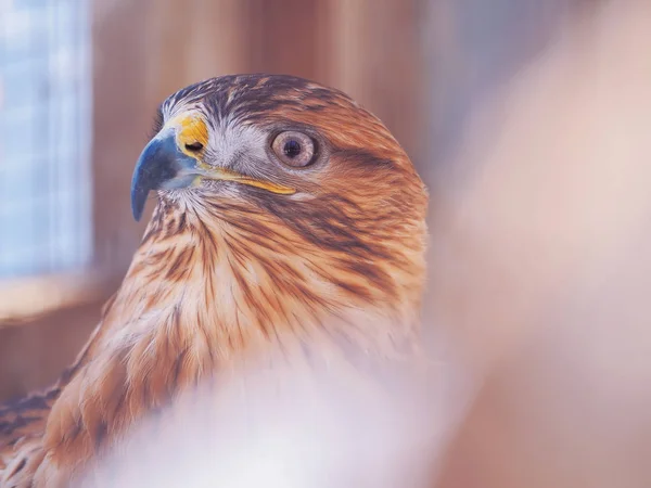 Aquila Marrone Testa Seria Primo Piano — Foto Stock