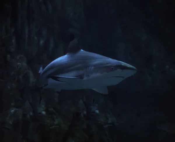 Köpekbalığı Masmavi Okyanus Kayaya Yakınındaki — Stok fotoğraf