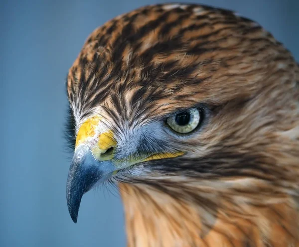 Eagle Bruin Ernstige Portretmening Van Omhoog — Stockfoto