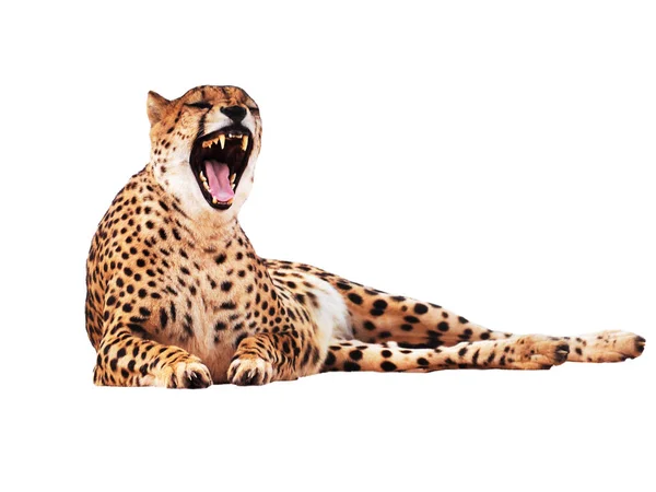 Cheetah Fläckig Isolerade Vit — Stockfoto