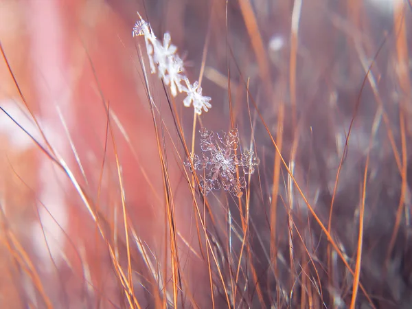 Snowflake Beautifull Colorful Background Macro — Stock Photo, Image