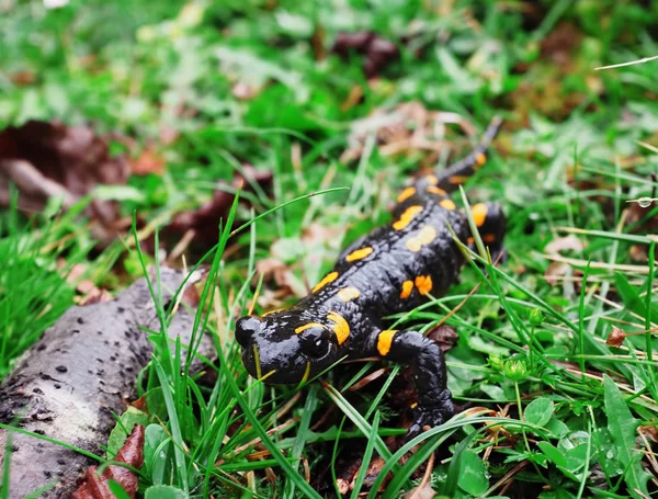 Salamandra Carpatian 산에서 잔디에서 — 스톡 사진