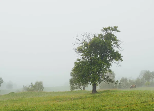 Nevoeiro Névoa Aldeia Nas Montanhas Carpatianas — Fotografia de Stock