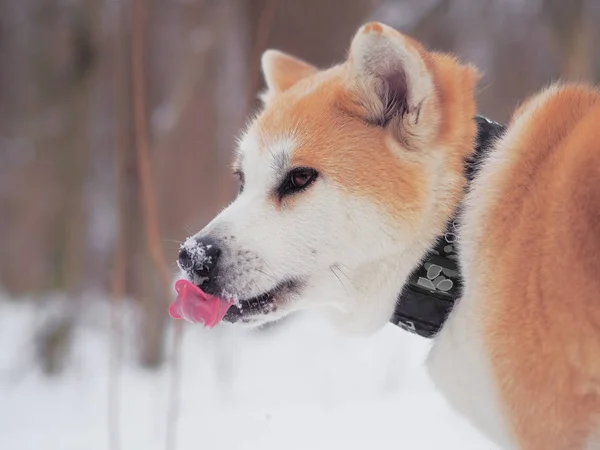 Hund Akita Inu Snön — Stockfoto