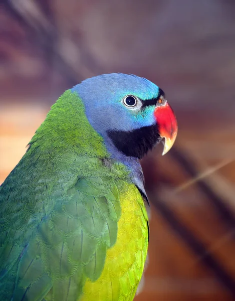 Kolorowa Papuga Zielony Bliska — Zdjęcie stockowe