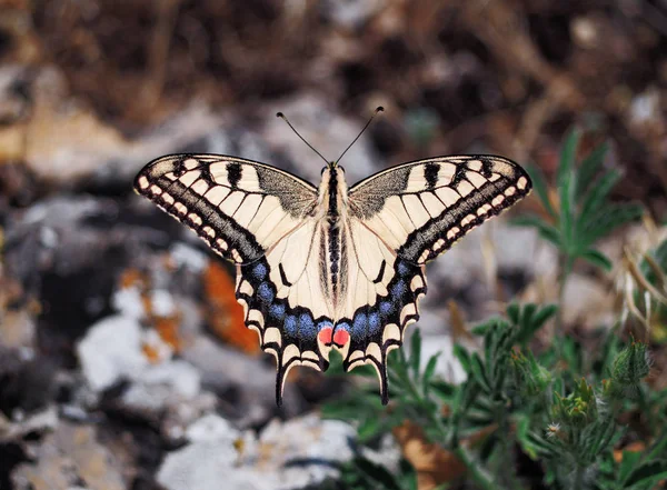 Papillon Blanc Machaon Vue Rapprochée Dessus — Photo
