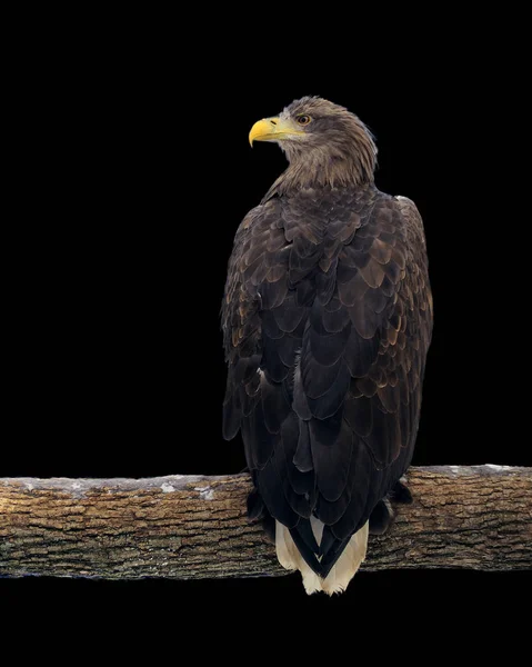 Eagle Sitting Branch Looking Back Isolated Black — Stock Photo, Image