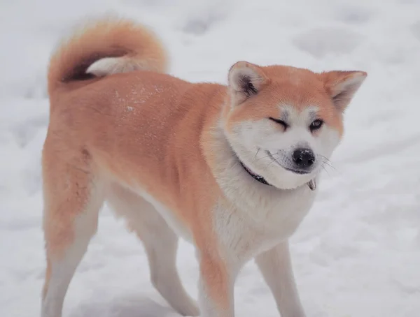 Pes Akita Inu Sníh — Stock fotografie