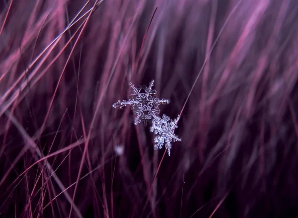 Schneeflocke Schön Auf Dem Bunten Hintergrund Makro — Stockfoto