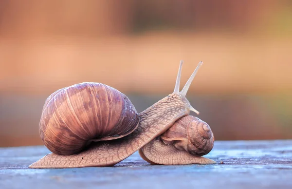 Las Babosas Los Caracoles Grande Pequeño —  Fotos de Stock