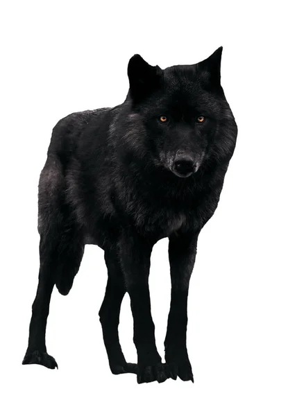 Schwarzer Wolf Blickt Isoliert Auf Weiße Kamera — Stockfoto