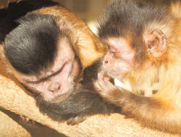 Macaco Vermelho Sol Perto — Fotografia de Stock