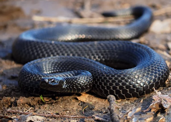 Schwarze Schlange Waldrand Bei Laub Kriecht Vor Kamera — Stockfoto